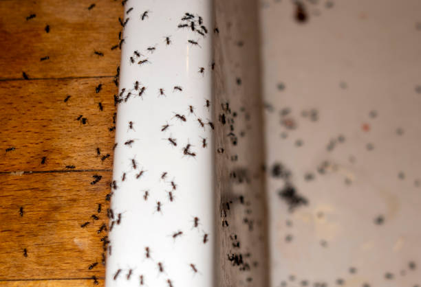 Best Pest Prevention Services  in Brooksville, MS